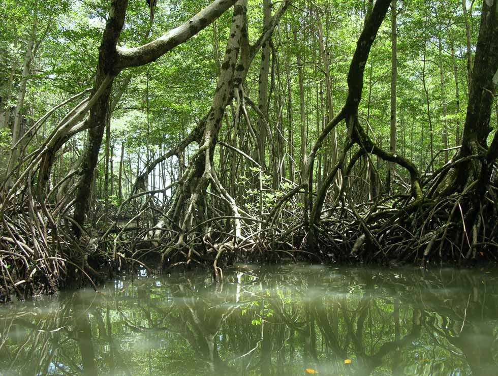 Haitises Park Mangroves Sightseeing Tour  in Samana.
