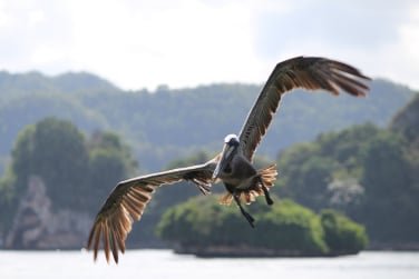 Boat Tour to Haitises Park Samana.