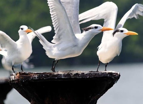 Bird Watching Boat Tours in Los Haitises Park from Samana Port.